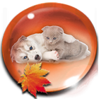 Gold Leaves Kitty Puppy Theme icon