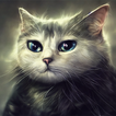 Puzzle: Wizard Cats
