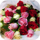 Rose Wallpaper - Rosely APK