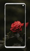 Rose Wallpaper - Rosely ảnh chụp màn hình 1
