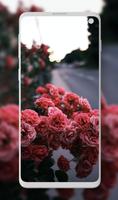 Rose Wallpaper - Rosely ảnh chụp màn hình 2
