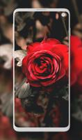 Rose Wallpaper - Rosely ảnh chụp màn hình 3