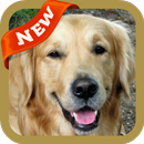 Golden Retriever Wallpaper APK