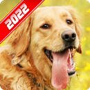 Golden Retriever Wallpaper APK