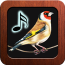 Goldfinch Tones APK