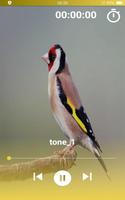 Goldfinch Tones Plakat