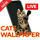 Cats Wallpaper HD | Cute and Funny APK