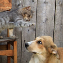 APK Cat Dog Funny GIF