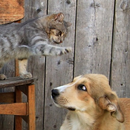 Cat Dog Funny GIF APK