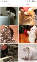 Cat Dog Funny GIF Plakat