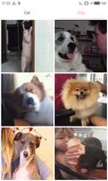 Cat Dog Funny GIF Screenshot 1