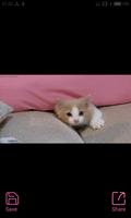 Cat Dog Funny GIF Screenshot 2