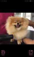 Cat Dog Funny GIF Screenshot 3