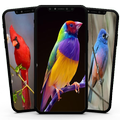 Birds Wallpaper