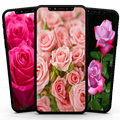 Pink Rose Wallpaper