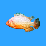 Bioflok Nila