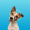 Petplan