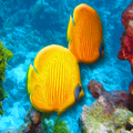 Fish Wallpaper 4K HD
