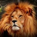 Lions Wallpaper