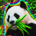Panda Wallpaper 4K HD