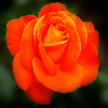 Rose Wallpapers
