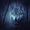 Wolf Wallpaper 4K HD
