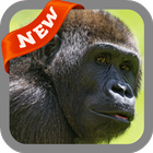 Gorilla Wallpaper biểu tượng