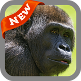 Gorilla Wallpaper icono