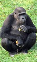 برنامه‌نما Gorilla Wallpaper عکس از صفحه