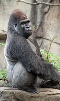 برنامه‌نما Gorilla Wallpaper عکس از صفحه