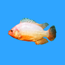 Biofloc Tilapia APK