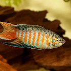Gourami Fish Care Guide biểu tượng
