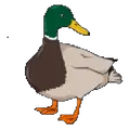 Duck Duck Idle