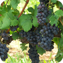 APK Grapes HD Wallpaper