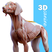 Complete Canine 3D - anatomy biểu tượng