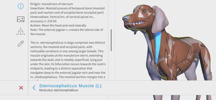 Complete Canine 3D - anatomy Poster