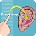Drag&Drop Reflexology- ears