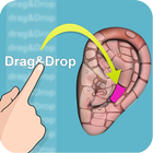 Drag&Drop Reflexology- ears icon