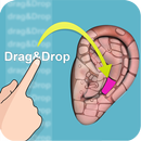 APK Drag&Drop Reflexology- ears