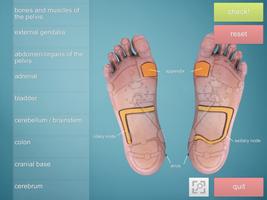 Drag&Drop Reflexology- foot screenshot 1