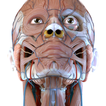 Visual Anatomy 3D - Human body