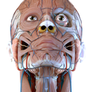 Visual Anatomy 3D - Human body APK