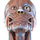 Visual Anatomy 3D - Human body иконка