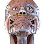 Visual Anatomy 3D - Human body icon