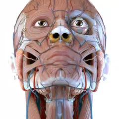 Visual Anatomy 3D XAPK download