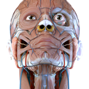 Visual Anatomy 3D - Human APK