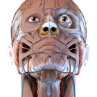 Visual Anatomy 3D - Human आइकन
