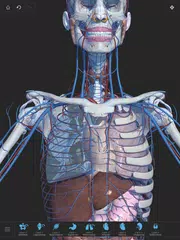 Visual Anatomy 3D - Human XAPK 下載