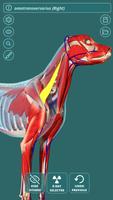 Visual Canine Anatomy 3D - lea Affiche