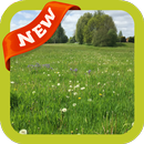 Grassland Wallpaper APK